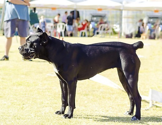 포토 JPG 해외이미지 동물 영어 응시 공원 장난 포유류 지팡이 털 건강 서기 경비 앉기 잔디 사람없음 야외 옆모습 반려동물 달리기 믿음 검은색 가축 힘 이탈리아 활발 코트 흰색 표현 주름 개 황소 근육질 사냥개 귀 보호자 송곳니 거짓말 경보 기르기 동반자 마스티프 복종 신앙심 아기사슴 웅장함 유래 지능 충실 힘찬 해외202004 해외포토 식물 문자 시선 공공시설 감정 유럽 새끼 뷰포인트 컬러 컨셉 모션 근육 사슴 안전 신체부위 외투 소 치아 보호 몸매 돌봄 파일형식 이미지허브