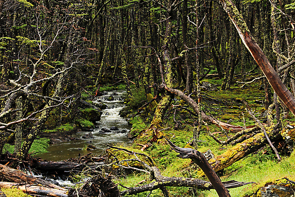 포토 JPG 해외이미지 나무 식물 구름 공원 여행 백그라운드 잎 자연 하늘 산 이끼 풍경 사람없음 야외 목재 초록색 물 여름 파란색 강 환경 계곡 미국 봄 폭포 젖음 가을 바위 개울 숲 칠레 내추럴 전국 해외202004 해외포토 자연요소 계절 공공시설 컬러 북아메리카 재료 돌_바위 남아메리카 생태계 파일형식 이미지허브