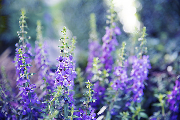 포토 JPG 해외이미지 꽃 백그라운드 사람없음 벚꽃 개화 해외202004 해외포토 식물 파일형식 이미지허브