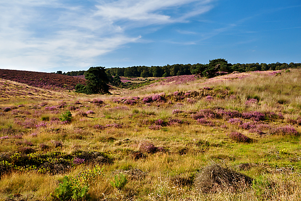 포토 JPG 해외이미지 식물 계절 꽃 분홍색 여행 밭 자연 하늘 풍경 사람없음 야외 초록색 파란색 맑음 보라색 벚꽃 시골 개화 언덕 네덜란드 8월 해외202004 해외포토 유럽 컬러 농업 날씨 날짜 생태계 파일형식 이미지허브