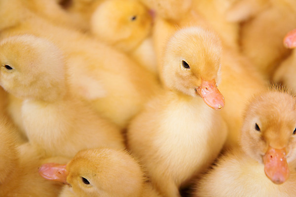 포토 JPG 해외이미지 동물 산업 공장 자연 조류 오리 병아리 사람없음 반려동물 농장 노란색 가축 자유 시골 아기 신생아 그물 그룹 시장 작음 깃털 부리 장면 까마귀 결백 매각 해외202004 해외포토 컬러 컨셉 농업 공업 사람 크기 생태계 파일형식 이미지허브