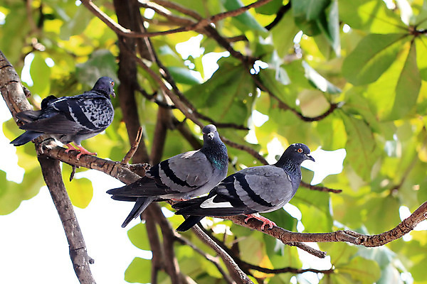 포토 JPG 해외이미지 나무 동물 야생동물 바다 포즈 백그라운드 날개 자연 조류 하늘 사람없음 야외 반려동물 희망 자유 깃털 사인 비둘기 물새 해외202004 해외포토 식물 감정 컨셉 생태계 파일형식 이미지허브