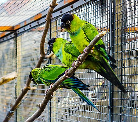 포토 JPG 해외이미지 동물 가족 조류 함께함 동물원 사람없음 초록색 반려동물 컬러풀 머리 검은색 미국 활발 나뭇가지 그룹 작음 다발 앵무새 새장 아르헨티나 강렬 보유 이국적 인기 잉꼬 진실 해외202004 해외포토 나무 컬러 컨셉 북아메리카 관계 신체부위 남아메리카 크기 케이지 파일형식 이미지허브