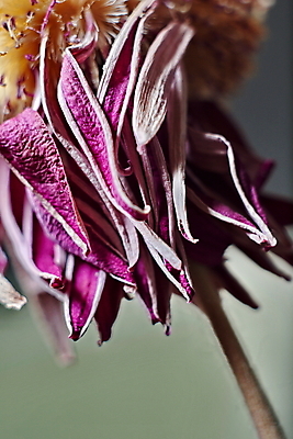 포토 JPG 해외이미지 식물 꽃잎 꽃 백그라운드 잎 꽃무늬 자연 건조 사랑 사람없음 장식 보라색 추위 수확 가을 흰색 죽음 향수 유기농 복고 시들음 내추럴 옛날 적자 해외202004 해외포토 웰빙 계절 감정 컬러 무늬 농업 화장품 생태계 파일형식 이미지허브