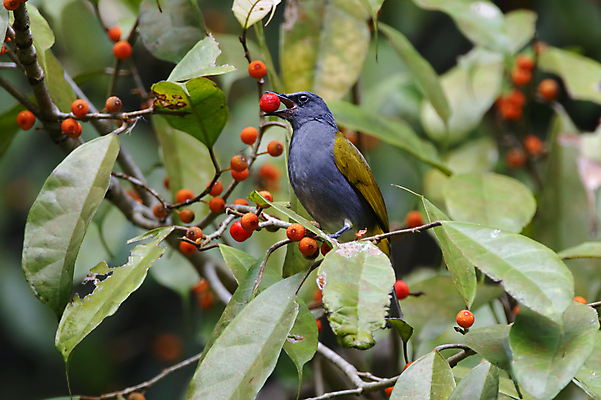 포토 JPG 해외이미지 나무 동물 여자 남자 아시아 얼굴 야생동물 백그라운드 날개 과일 자연 조류 사람없음 야외 목재 가로 초록색 컬러풀 머리 환경 회색 나뭇가지 막대기 닫기 숲 먹기 깃털 꼬리 부리 서식지 생태학 이국적 해외202004 해외포토 식물 교육 나라 컬러 재료 모션 사람 신체부위 생태계 파일형식 이미지허브