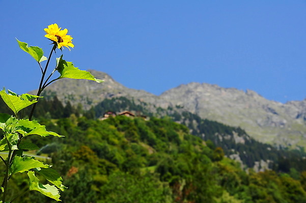 포토 JPG 해외이미지 식물 꽃잎 꽃 백그라운드 자연 하늘 산 사람없음 햇빛 노란색 이탈리아 숲 싱글 알프스 해외202004 해외포토 유럽 컬러 태양 생태계 파일형식 이미지허브