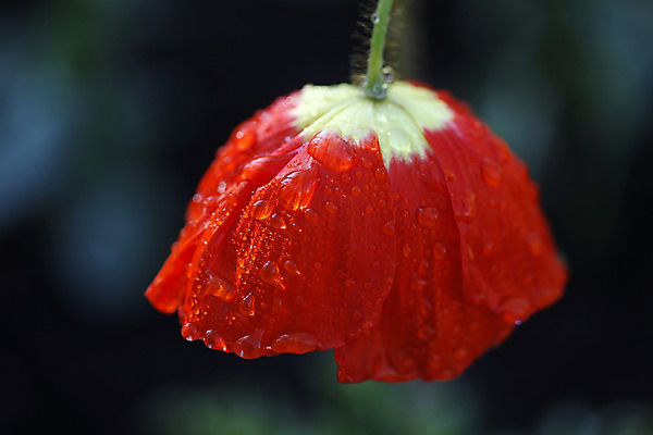 포토 JPG 해외이미지 식물 꽃잎 꽃 꽃무늬 자연 사람없음 빨간색 물 여름 정원 봄 벚꽃 물방울 이슬 빗방울 양귀비 해외202004 해외포토 자연요소 계절 컬러 무늬 비_날씨 생태계 파일형식 이미지허브