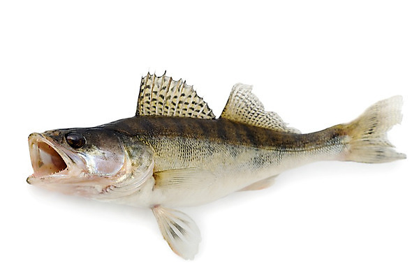 포토 JPG 해외이미지 동물 1 호수 음식 바다 백그라운드 자연 낚시 육류 어류 앉기 취미 사람없음 가로 물 빛 흰색 신선 잡기 입 가득함 트로피 해산물 눈금 사냥 날것 낚시꾼 지느러미 고립 놋쇠 민물 베이스 소금물 해외202004 해외포토 자연요소 컬러 식재료 모션 현악기 레저 신체부위 수중동물 상_우승 생태계 파일형식 이미지허브