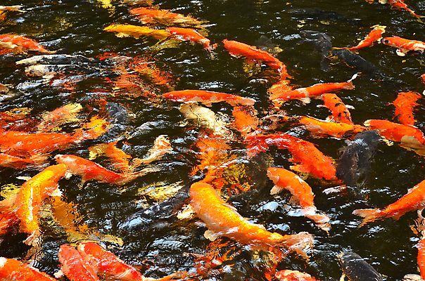 포토 JPG 해외이미지 동물 호수 오렌지 어류 사람없음 빨간색 물 컬러풀 정원 일본 수중 신선 소프트포커스 잉어 내추럴 민물 해외202004 해외포토 자연요소 아시아 컬러 과일 촬영기법 수중동물 파일형식 이미지허브