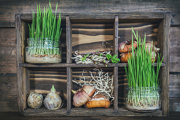 포토 JPG 해외이미지 식물 계절 꽃 화분 농업 자연 씨앗 사람없음 목재 초록색 여름 갈색 정원 흙 봄 튤립 나뭇가지 도구 공구 원예 내추럴 땅바닥 모종 묘목 심기 히아신스 해외202004 해외포토 나무 산업 컬러 재료 모션 바닥 취미 생태계 파일형식 이미지허브