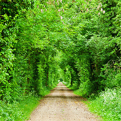 포토 JPG 해외이미지 나무 도로 길 여행 잎 자연 영국 요정 풍경 사람없음 야외 초록색 여름 환경 침묵 시골 티켓 터널 숲 오솔길 방법 흙길 해외202004 해외포토 식물 계절 유럽 컬러 교통시설 소리 흙 생태계 파일형식 이미지허브