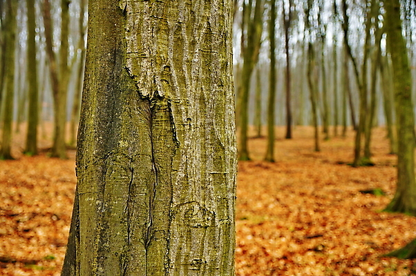 포토 JPG 해외이미지 나무 식물 계절 공원 백그라운드 잎 오렌지 자연 풍경 사람없음 야외 목재 빨간색 빛 노란색 활발 가을 나뭇가지 황금 숲 10월 내추럴 해외202004 해외포토 공공시설 컬러 컨셉 과일 재료 날짜 생태계 파일형식 이미지허브