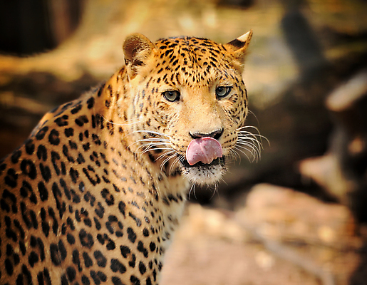 포토 JPG 해외이미지 동물 공원 야생동물 백그라운드 포유류 아프리카 자연 친절 털 사람없음 야외 환경 고양이 황무지 위험 사파리 육식동물 조심 서식지 표범 재규어 총구 포식 해외202004 해외포토 공공시설 나라 컨셉 반려동물 생태계 파일형식 이미지허브