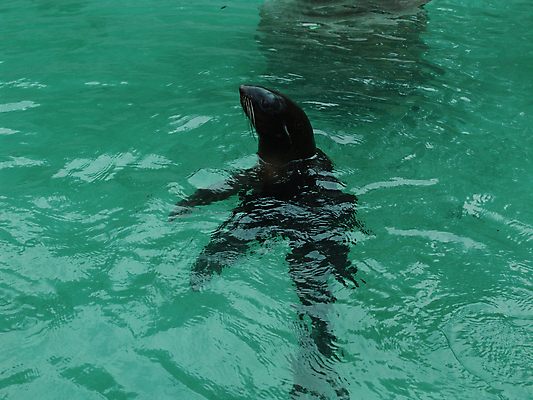 포토 JPG 해외이미지 동물 야생동물 모래 파도 바다 섬 포유류 자연 사람없음 물 파란색 태양 항구 수영 회색 흰색 서핑 플랫 물개 모래언덕 육식동물 진흙 북쪽 대서양 기르기 해외202004 해외포토 자연요소 컬러 교통시설 바다동물 수상스포츠 방향 언덕 생태계 돌봄 파일형식 이미지허브