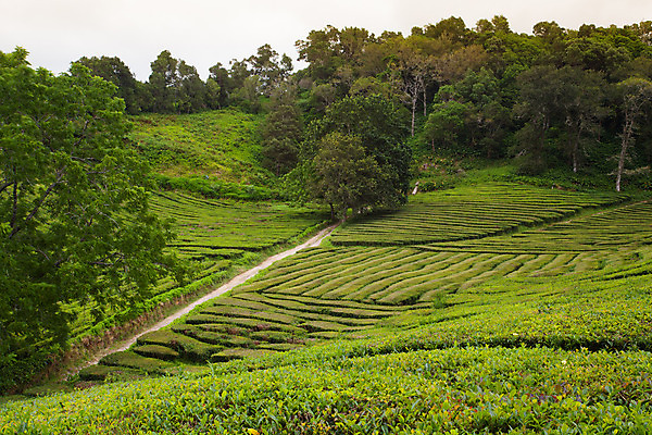 포토 JPG 해외이미지 식물 구름 유럽 산업 음료 여행 밭 농업 공장 자연 풍경 사람없음 울타리 농장 수확 차 포르투갈 세련 해외202004 해외포토 자연요소 나라 공업 담장 생태계 파일형식 이미지허브