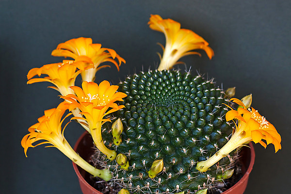 포토 JPG 해외이미지 식물 꽃 자연 선인장 사람없음 초록색 닫기 오브젝트 해외202004 해외포토 컬러 모션 생태계 파일형식 이미지허브