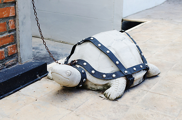 포토 JPG 해외이미지 동물 척추동물 야생동물 가족 파충류 자연 동물원 앉기 사람없음 빨간색 초록색 물 반려동물 껍질 흰색 연못 그룹 거북이 작음 분수 귀 방패 느림 초식 해외202004 해외포토 자연요소 컬러 관계 모션 신체부위 크기 생태계 파일형식 이미지허브