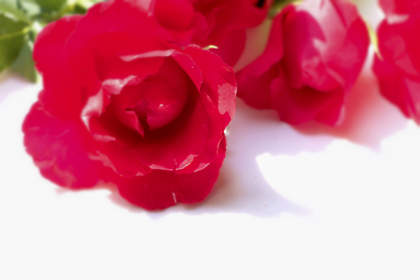 포토 JPG 해외이미지 꽃 발렌타인데이 사랑 사람없음 장미 메시지 해외202004 해외포토 식물 감정 데이이벤트 파일형식 이미지허브