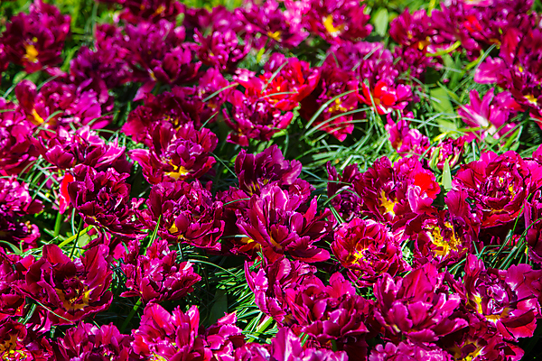 포토 JPG 해외이미지 식물 계절 공원 꽃잎 꽃 꽃다발 여행 백그라운드 잎 꽃무늬 밭 자연 추상 발렌타인데이 사람없음 장식 초록색 노란색 정원 보라색 봄 활발 튤립 벚꽃 시골 직물 신선 꽃집 질감 서식 엽서 진홍색 강렬 인공 해외202004 해외포토 공공시설 컬러 컨셉 무늬 농업 데이이벤트 빨간색 상점 편지 생태계 파일형식 이미지허브