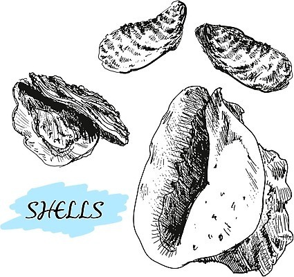 EPS 해외이미지 디자인 바다 여행 일러스트 자연 조개 연체동물 잉크 나선형 해변 그래픽 수확 껍질 굴 흰색 화려 소라 수집 그림 달팽이 홍합 손그림 수족관 가리비 판화 고립 그런지 엘리먼트 해외202004 해외일러스트 컬러 컨셉 무늬 농업 어패류 무척추동물 미술 생태계 파일형식 벡터 이미지허브