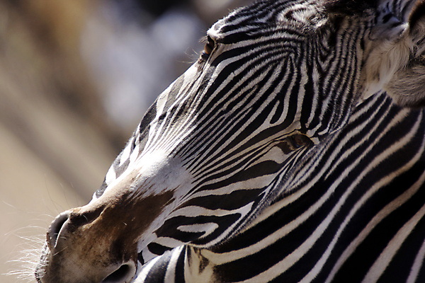 포토 JPG 해외이미지 동물 척추동물 1 공원 야생동물 선 무늬 패턴 포유류 아프리카 생물 털 사람없음 머리 줄무늬 손상 회색 코트 사파리 피부 묘사 질감 얼룩말 갈기 평행 이국적 전국 초식 디테일 해외202004 해외포토 공공시설 나라 컬러 컨셉 신체부위 외투 말_동물 파일형식 이미지허브