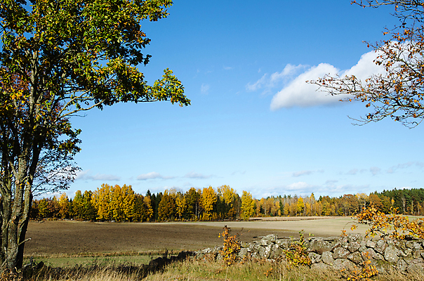 포토 JPG 해외이미지 나무 구름 계절 잎 밭 오렌지 자연 하늘 스웨덴 풍경 사람없음 파란색 빛 컬러풀 햇빛 노란색 환경 맑음 활발 가을 시골 황금 숲 장면 10월 내추럴 해외202004 해외포토 자연요소 식물 컬러 컨셉 농업 과일 날씨 북유럽 태양 날짜 생태계 파일형식 이미지허브
