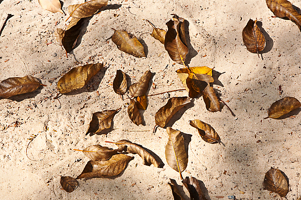 포토 JPG 해외이미지 아시아 모래 백그라운드 잎 패턴 태국 자연 추상 휴가 미술 사람없음 야외 빛 모래사장 태양 화목 흰색 묘사 질감 서식 예술가 공상 내추럴 구성 해외202004 해외포토 자연요소 식물 나라 바다 컬러 컨셉 무늬 문화예술 생태계 파일형식 이미지허브