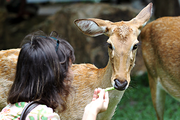 포토 JPG 해외이미지 남자 얼굴 야생동물 포유류 태국 자연 초식동물 생물 털 뿔 사람없음 야외 초록색 갈색 머리 환경 달러 해충 모피 서식지 내추럴 아기사슴 반추동물 해외202004 해외포토 동물 아시아 새끼 컬러 돈 사슴 사람 신체부위 벌레 생태계 파일형식 이미지허브