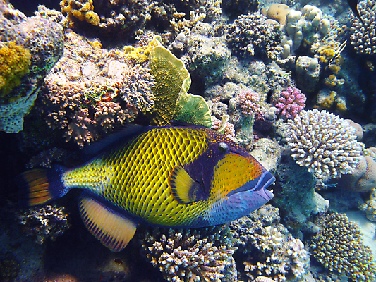 포토 JPG 해외이미지 동물 야생동물 바다 아프리카 자연 휴가 휴식 바닥 이집트 어류 사람없음 물 여름 수중 수영 스노클링 산호 다이빙 암초 발견 깊이 동물상 이국적 해외202004 해외포토 자연요소 계절 나라 컨셉 조형물 수중동물 수상스포츠 자포동물 생태계 수중스포츠 파일형식 이미지허브