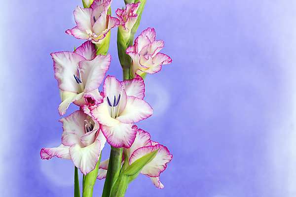 포토 JPG 해외이미지 식물 디자인 꽃잎 꽃 줄기 분홍색 꽃다발 백그라운드 단풍 잎 꽃무늬 자연 휴가 선물 미술 사람없음 초록색 여름 우주 정원 성장 벚꽃 가을 신용카드 닫기 다발 제비꽃 원예 보케 라일락 고립 엘리먼트 카피스페이스 해외202004 해외포토 계절 컬러 무늬 모션 문화예술 취미 금융 공백 생태계 파일형식 이미지허브