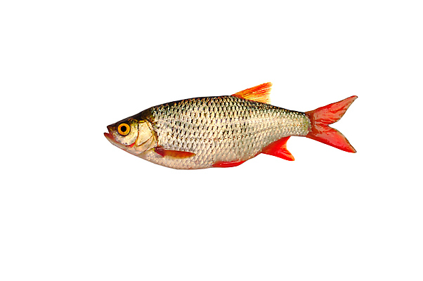 포토 JPG 해외이미지 동물 호수 음식 바다 백그라운드 이동 자연 어류 사람없음 강 수영 식사 저녁식사 흰색 연못 작음 먹기 육식동물 어장 미끼 내추럴 고립 해외202004 해외포토 컬러 컨셉 모션 수중동물 수상스포츠 크기 생태계 파일형식 이미지허브