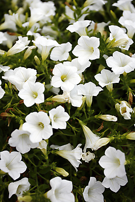 포토 JPG 해외이미지 식물 구름 공원 꽃 유럽 여행 자국 자연 하늘 휴가 산 파노라마 풍경 사람없음 야외 여름 햇빛 태양 계곡 침묵 이탈리아 트래킹 하이킹 회색 들꽃 흰색 닫기 정상 묘사 루트 절정 해외202004 해외포토 자연요소 계절 공공시설 나라 컬러 모션 레저 촬영기법 소리 생태계 파일형식 이미지허브