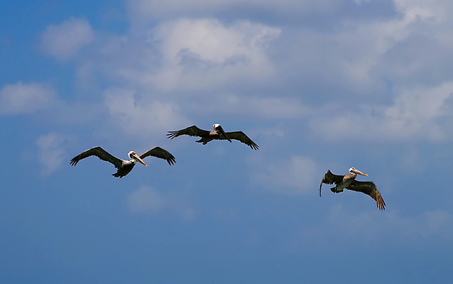 포토 JPG 해외이미지 동물 야생동물 백그라운드 날개 자연 조류 하늘 사람없음 깃털 단아함 무료 해외202004 해외포토 생태계 파일형식 이미지허브