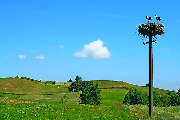 포토 JPG 해외이미지 식물 동물 구름 백그라운드 밭 농업 가족 자연 벽지 하늘 휴식 풍경 사람없음 야외 초록색 여름 파란색 농장 농경지 마을 환경 맑음 침묵 목장 시골 둥지 정상 언덕 시골집 광택 봉 흐림 폴란드 밭일 찰과상 황새 수평선 목가 해외202004 해외포토 자연요소 계절 유럽 산업 컬러 컨셉 관계 조류 날씨 주택 소리 상처 생태계 파일형식 이미지허브