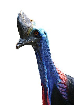 포토 JPG 해외이미지 동물 야생동물 자연 조류 뿔 동물원 사람없음 빨간색 파란색 머리 힘 분노 흰색 호주 위험 큼 부리 멸종 계산서 내추럴 고립 해외202004 해외포토 감정 컬러 컨셉 신체부위 오세아니아 크기 생태계 파일형식 이미지허브