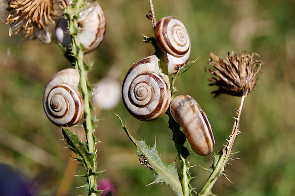 포토 JPG 해외이미지 1 모션 자연 연체동물 나선형 사람없음 정원 봄 젖음 껍질 비행 숲 땅 달팽이 덮기 게으름 독립 동물상 해외202004 해외포토 계절 컨셉 무늬 무척추동물 조형물 생태계 파일형식 이미지허브