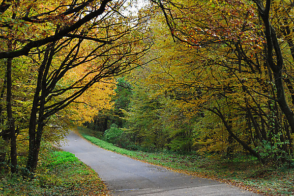 포토 JPG 해외이미지 나무 공원 도로 길 잎 자연 풍경 사람없음 야외 초록색 컬러풀 노란색 가을 시골 숲 그늘 장면 방법 해외202004 해외포토 식물 계절 공공시설 컬러 교통시설 생태계 파일형식 이미지허브