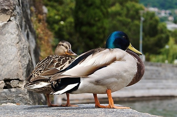 포토 JPG 해외이미지 동물 커플 야생동물 2 가족 자연 조류 오리 동물원 사람없음 야외 물 환경 쌍 깃털 물새 청둥오리 동물상 해외202004 해외포토 자연요소 관계 조형물 생태계 파일형식 이미지허브
