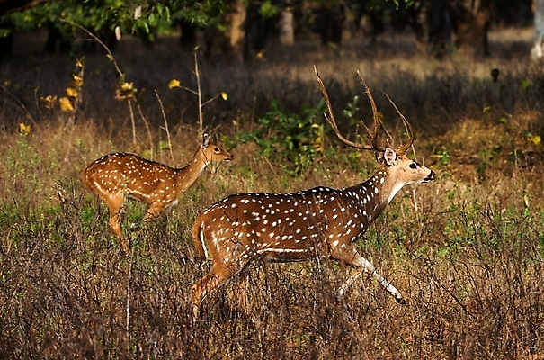 포토 JPG 해외이미지 동물 공원 남자 야생동물 밭 포유류 자연 초식동물 사슴 뼈 뿔 사람없음 야외 가로 세로 초록색 햇빛 태양 갈색 머리 달러 황혼 게임 점 보호 숲 트로피 사냥 영양 신발장 웅장함 전국 반추동물 강조 해외202004 해외포토 자연요소 공공시설 컬러 컨셉 돈 농업 놀이 사람 신체부위 일몰 상_우승 생태계 파일형식 이미지허브