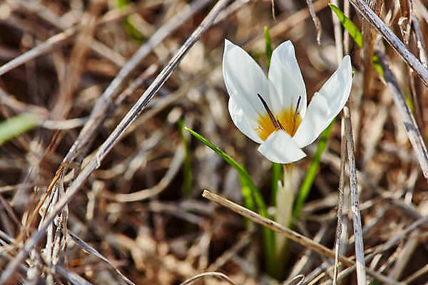 포토 JPG 해외이미지 식물 디자인 계절 공원 꽃 백그라운드 꽃무늬 밭 오렌지 자연 사람없음 야외 초록색 빛 노란색 정원 어둠 봄 성장 벚꽃 흰색 신선 최고 우아함 큼 내추럴 이스라엘 해외202004 해외포토 공공시설 컬러 컨셉 무늬 농업 과일 크기 생태계 서아시아 파일형식 이미지허브