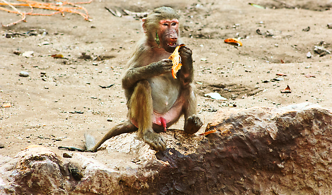 포토 JPG 해외이미지 동물 1 계절 공원 얼굴 여행 백그라운드 포유류 아프리카 자연 생물 털 동물원 이집트 종류 미술 동양인 풍경 사람없음 야외 초록색 갈색 환경 원숭이 표현 숲 모피 먹기 유인원 포트폴리오 해외202004 해외포토 공공시설 나라 컬러 모션 문화예술 인종 신체부위 생태계 파일형식 이미지허브