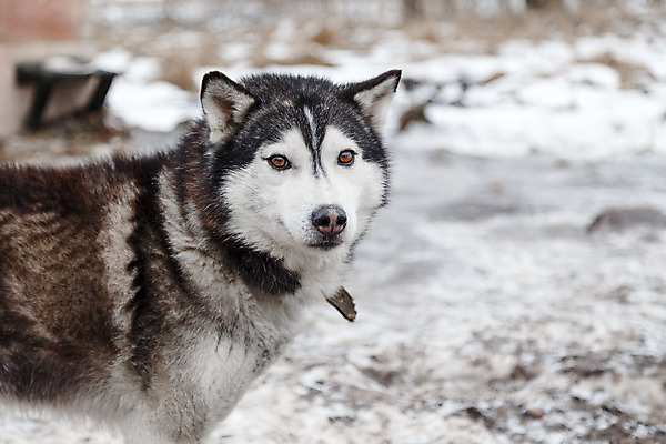 포토 JPG 해외이미지 동물 1 얼굴 겨울 자연 사람없음 파란색 반려동물 머리 검은색 회색 흰색 개 주둥이 송곳니 기르기 유래 해외202004 해외포토 계절 컬러 포유류 신체부위 치아 생태계 돌봄 파일형식 이미지허브