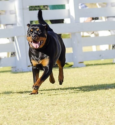 포토 JPG 해외이미지 동물 응시 공원 행복 컨셉 장난 포유류 털 건강 서기 경비 잔디 사람없음 야외 반려동물 달리기 갈색 걷기 믿음 정원 검은색 가축 힘 우정 활발 코트 표현 자신감 주름 경찰 개 선탠 보호 큼 집중 군용 꼬리 보안 근육질 사냥개 보호자 송곳니 경보 기르기 동반자 복종 신앙심 유래 지능 충실 힘찬 해외202004 해외포토 식물 직업 시선 공공시설 감정 컬러 모션 근육 군대 안전 친구 외투 치아 크기 몸매 돌봄 파일형식 이미지허브