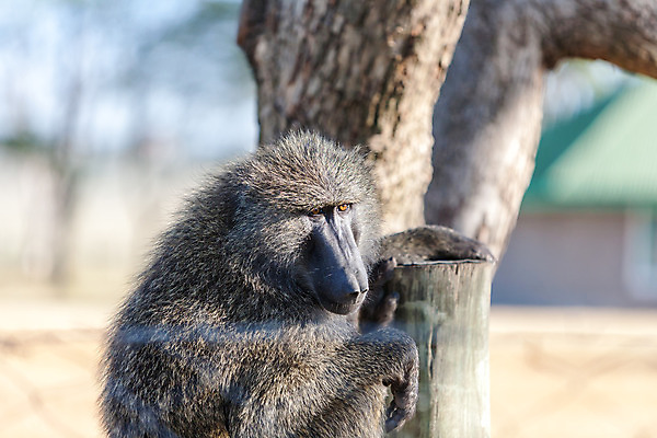 포토 JPG 해외이미지 동물 1 응시 공원 남자 얼굴 야생동물 여행 포유류 아프리카 자연 생물 털 동물원 앉기 사람없음 야외 머리 회색 게임 원숭이 입 황무지 치아 큼 사파리 코 케냐 서식지 유인원 동물상 세렝게티 전국 탄자니아 해외202004 해외포토 시선 공공시설 나라 컬러 모션 놀이 사람 신체부위 조형물 소화기관 크기 생태계 파일형식 이미지허브