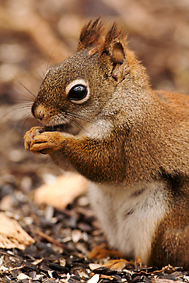 포토 JPG 해외이미지 동물 야생동물 포유류 자연 씨앗 사람없음 빨간색 갈색 견과류 설치류 낟알 모피 먹기 다람쥐 동물상 해외202004 해외포토 식물 컬러 모션 조형물 생태계 파일형식 이미지허브