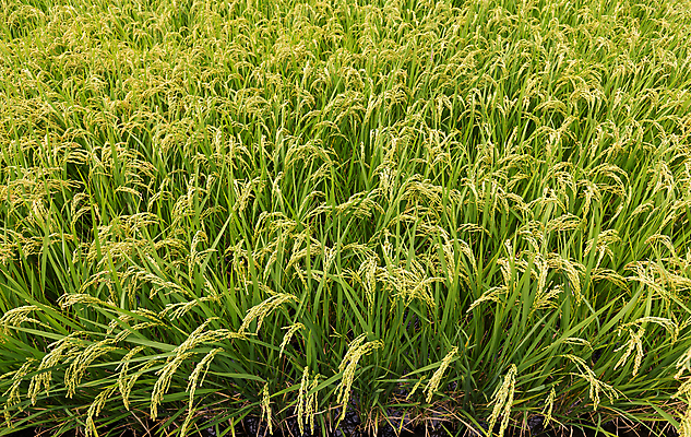 포토 JPG 해외이미지 식물 계절 잎 농업 자연 하늘 밥 동양인 풍경 잔디 사람없음 야외 초록색 여름 농작물 컬러풀 농장 노란색 정원 봄 수확 시골 시리얼 날것 스파이크 내추럴 논밭 숙성 해외202004 해외포토 산업 음식 컬러 밭 논 인종 생태계 파일형식 이미지허브