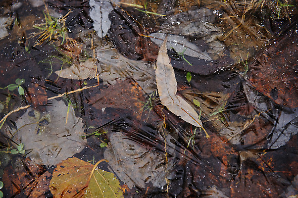 포토 JPG 해외이미지 나무 식물 계절 백그라운드 잎 자연 건조 미술 사람없음 야외 물 빛 갈색 노란색 우주 환경 냉동 얼음 젖음 추위 껍질 가을 물방울 닫기 떨어짐 숲 묘사 유기농 질감 내추럴 얇은 엘리먼트 해외202004 해외포토 자연요소 웰빙 컬러 컨셉 모션 문화예술 생태계 파일형식 이미지허브