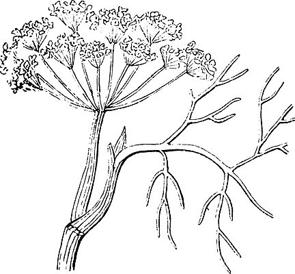 EPS 해외이미지 식물 선 일러스트 미술 검은색 수확 흰색 그림 달팽이 향기 판화 딜 해외202004 해외일러스트 컬러 농업 문화예술 연체동물 냄새 파일형식 벡터 이미지허브