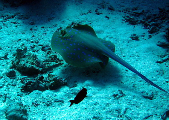 포토 JPG 해외이미지 야생동물 바다 이집트 어류 사람없음 수중 해외202004 해외포토 동물 아프리카 수중동물 파일형식 이미지허브