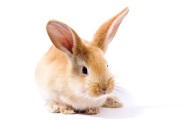 포토 JPG 해외이미지 한마리 부활절 사람없음 반려동물 귀여움 가축 토끼 흰배경 귀 해외포토 동물 1 기념일 백그라운드 컨셉 포유류 신체부위 흰색 파일형식 이미지허브